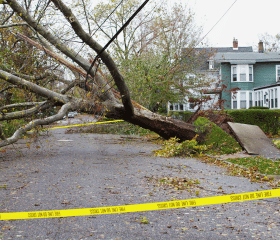 Photo d'un arbre tombé sur la chaussée